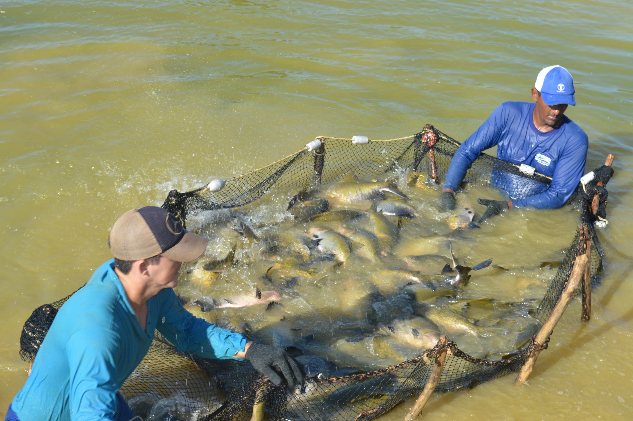 Rio Crespo> Prefeitura fará distribuição de peixes para população.