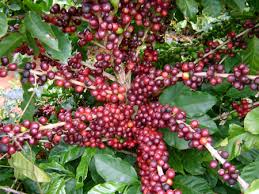 Nestlé quer comprar café de Rondônia, primeiro produtor da região Norte