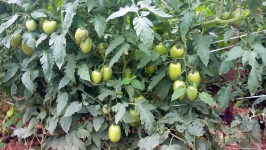 Alto Alegre dos Parecis:Cultivo de tomate em estufa é destaque durante dia de campo da Emater