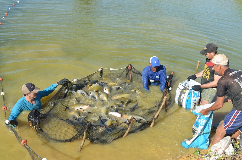 Rio Crespo: Prefeitura distribui duas toneladas de peixes para população