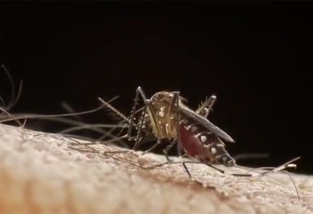 Por que o mosquito Aedes aegypti transmite doenças ?