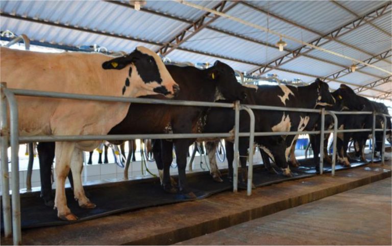 Consultoria fortalece cadeia produtiva do leite em mais de 2 mil pequenas propriedades rondonienses