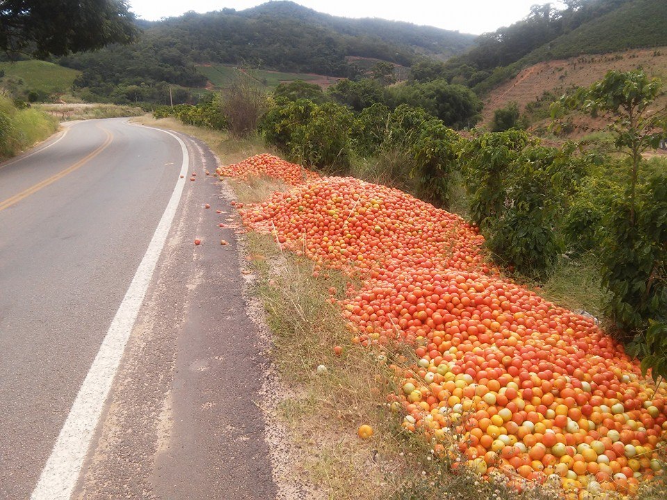 Preço despenca e produtores capixabas jogam 20 mil caixas de tomate no lixo