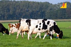 Cabeça de vaca leiteira custa em média R$ 2.832,14 em Rondônia, diz Emater