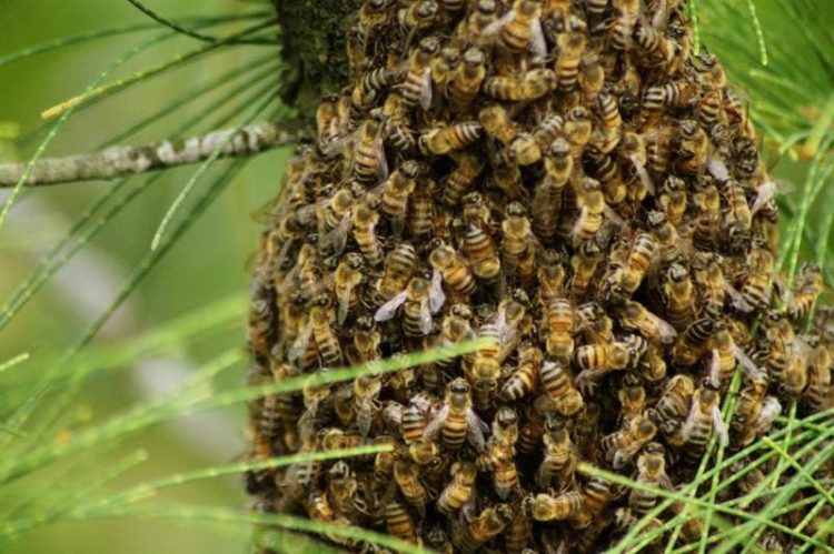 Servidor municipal é socorrido ao HM após ser picado por centenas de abelhas
