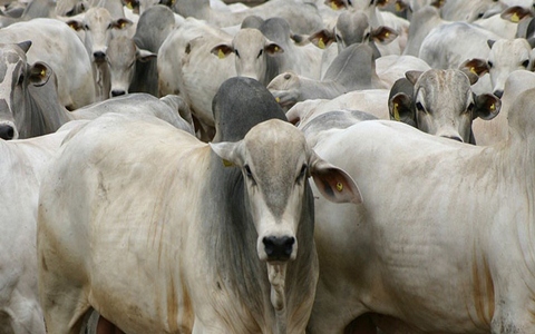Imposto sobre a exportação da carne bovina é reduzido em Rondônia