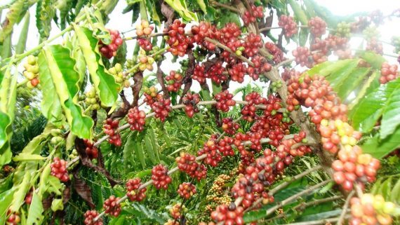 Governo entrega mudas de café robusta para 44 municípios de Rondônia