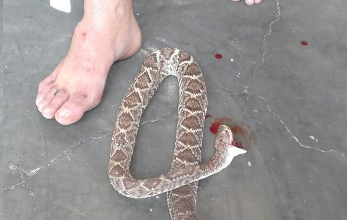 Vereador mata cobra cascavel com uma mordida, após ser picado por ela, na PB