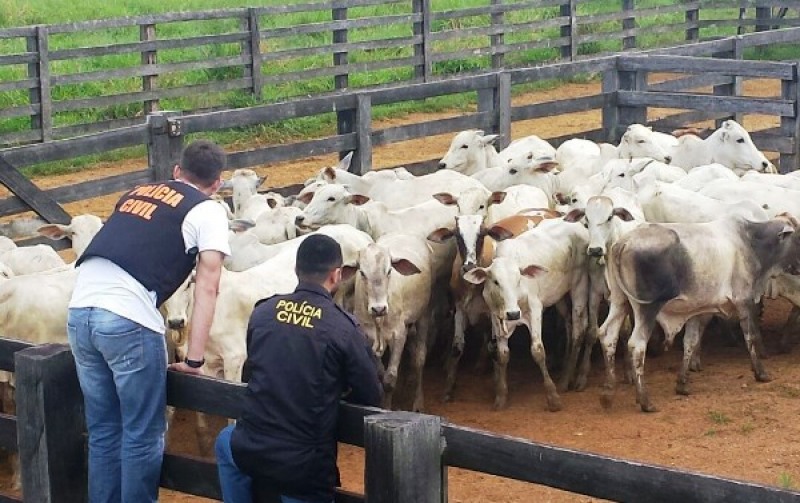 Polícia Civil apreende aproximadamente 100 cabeças de gado adquiridas de forma ilícita