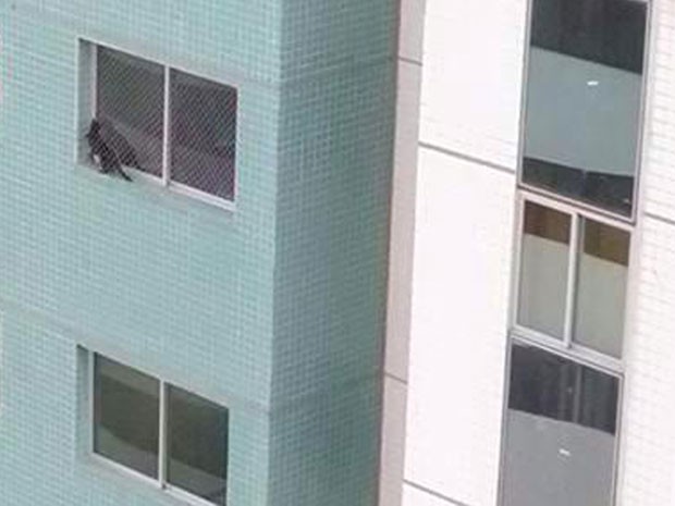 Gato é ‘trancado’ em parapeito de janela no 8º andar em Brasília