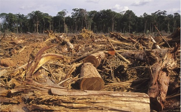 Meio Ambiente:Veja aqui algumas imagens devastadoras em nossas floresta
