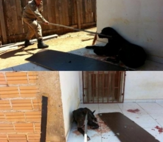 Vilhena: Após atacar entregador de panfletos Pit bull é sacrificado com ordem do dono