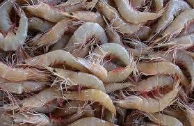 Cultivo de camarão em água doce será tema de curso, em Porto Velho
