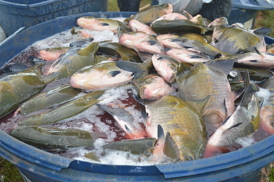 Rio Crespo: Prefeitura  e Secretária de Assistência Social distribui mais de 2 toneladas de peixes para população