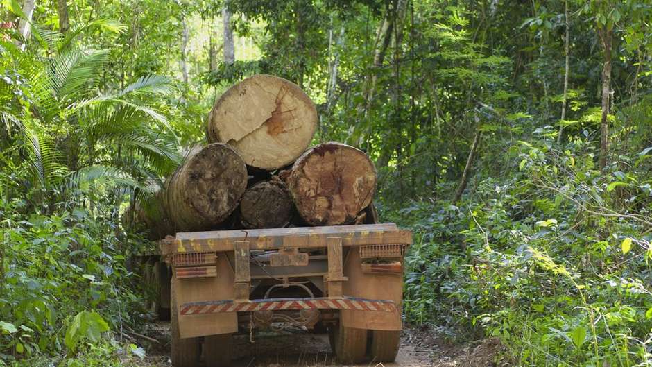 Áreas de conservação desmatadas na Amazônia estão perdendo proteção do governo, aponta estudo