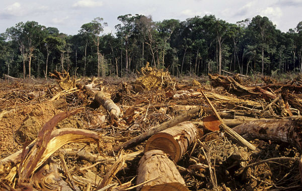 MPF busca a punição de todos os responsáveis por desmatamentos ilegais acima de 60 hectares