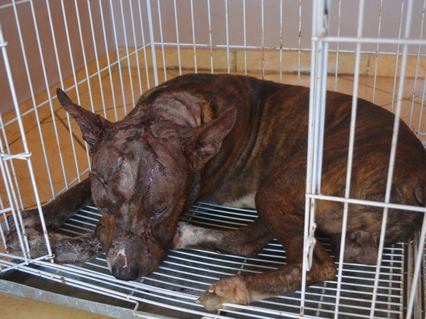 Ariquemes:Cachorro esfaqueado mais de 10 vezes ganha nome de Frank