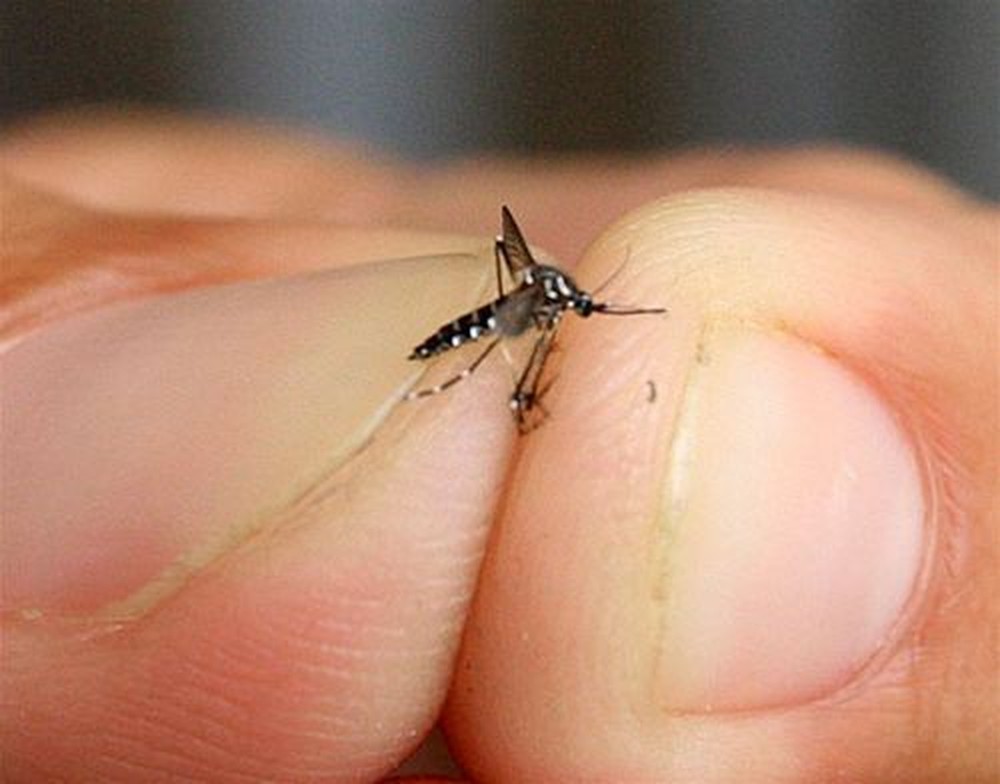 Aumento no índice de infestação pelo Aedes Aegypti preocupa autoridades em Ariquemes, RO