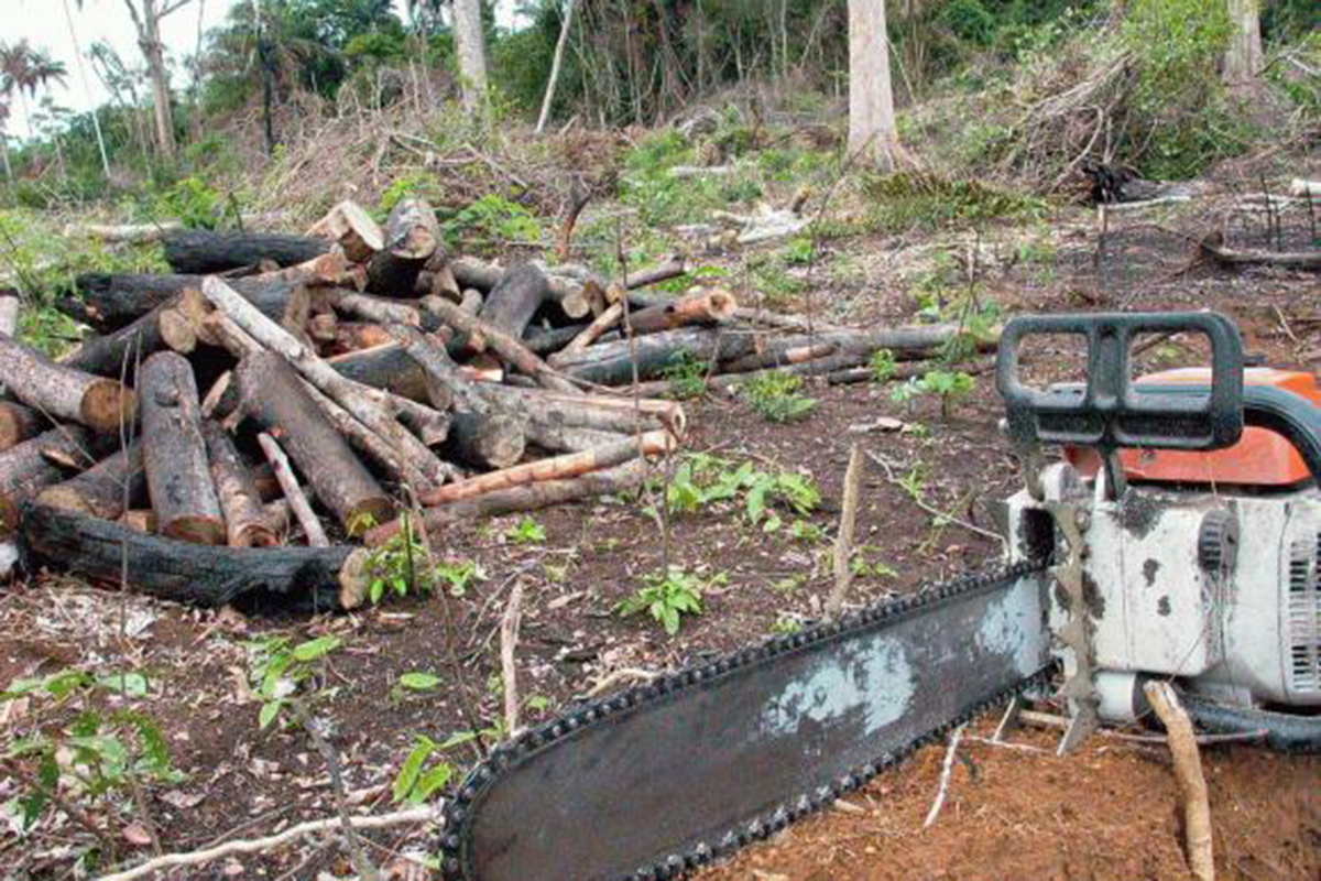PF e Ibama deflagram operação contra extração ilegal de madeira amazônica