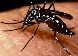 Especialistas orientam sobre os riscos do vírus Zika