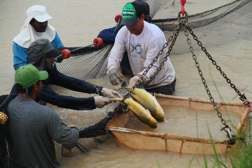 Produção de peixe em Rondônia é expandida com apoio do governo na organização do sistema produtivo e comercialização