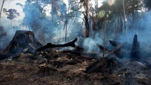 Polícia investiga ação de incendiários, ao menos 70 pessoas participaram de grupo de mensagens; no dia 10 de agosto, número de focos de incêndios cresceu repentinamente na Amazônia
