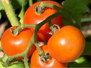 Agricultura:Produção mensal de tomate cai 23% nas propriedades de Vilhena