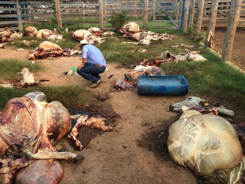 Fazenda atacada pelo MST tem todos os animais mortos barbaramente – Imagens Chocantes